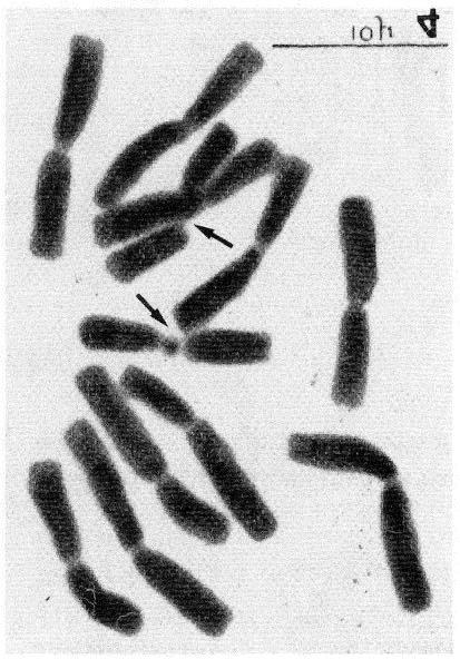 CYTOTAXONOMY OF THE GENUS TULBAGHIA 89 CHROMOSOME NUMBERS 2n=2x=12 (karyotype A, group 2, fig. 22b; fig. 5). DISTRIBUTION Southern and Western Cape Province. Fig.