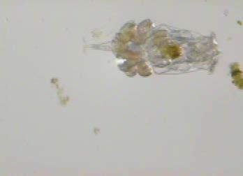 Planktonic rotifers swim continuously and