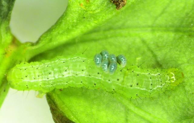 8 days (2.82±0.48 days). Pupation occurred on the underside of the dead host larva in a loosely woven silk cocoon formed between the host remains and adjacent leaves. The pupal period ranged from 5.