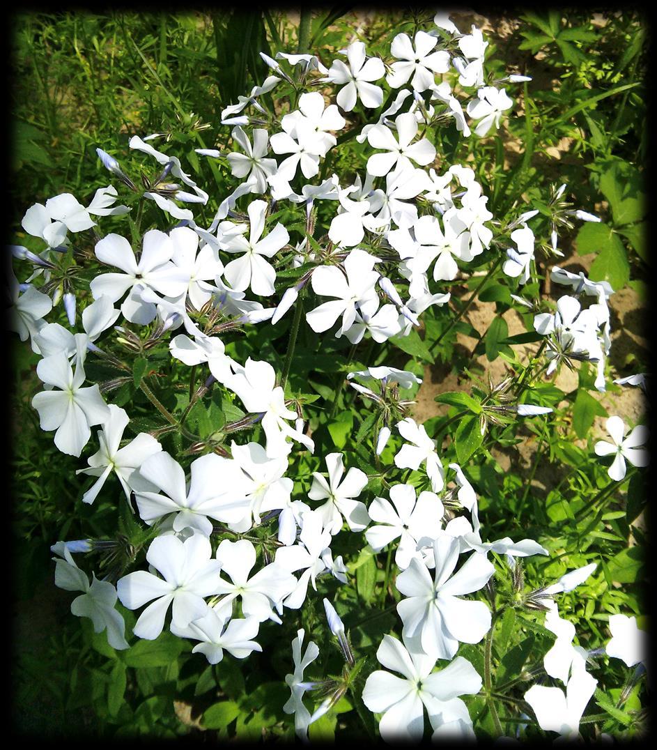 Right: Wild Blue Phlox, grows in clumped