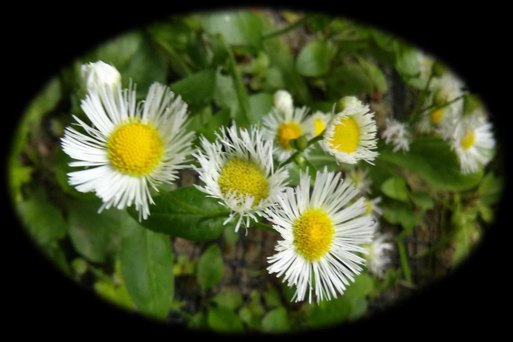 15 Below: Daisy Fleabane, flower close-up