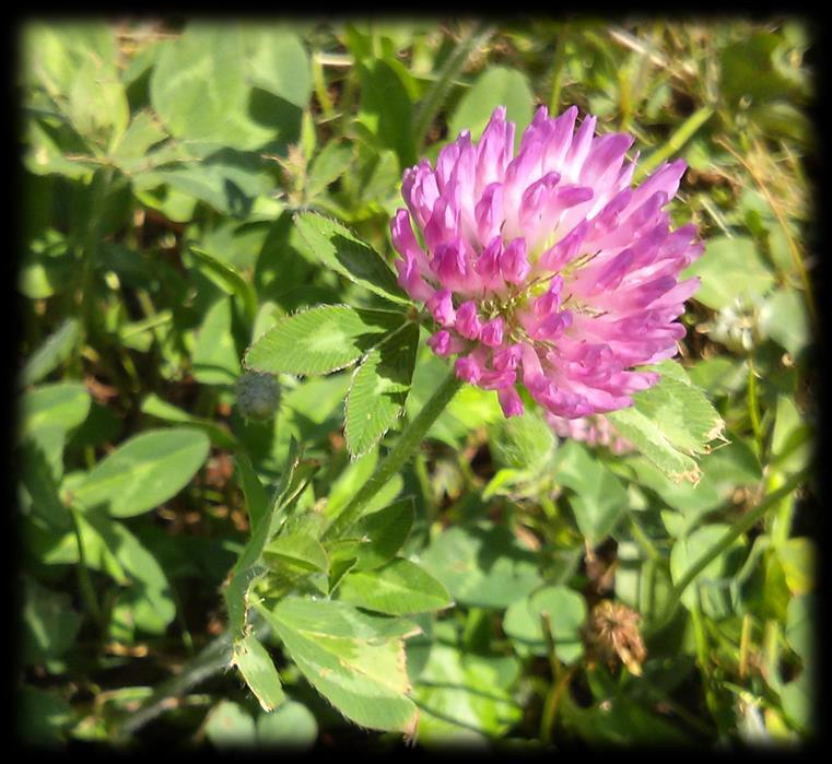 Clover, similar to but much taller than White