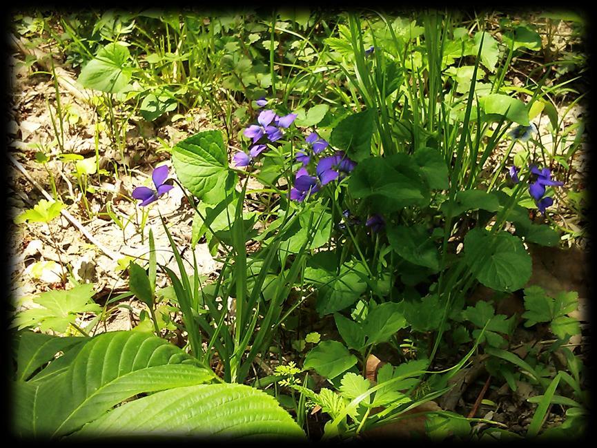 Right: Blue Violets,