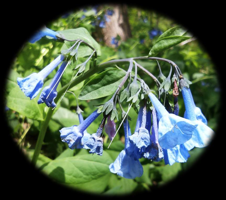 stems Left: Virginia Bluebells, bright blue