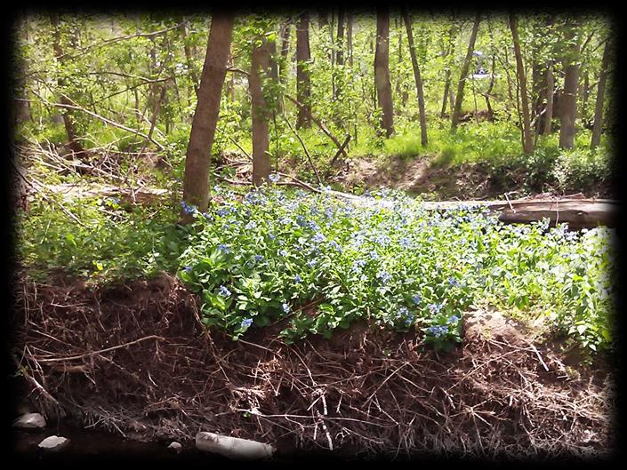 easily in the wind Right: Virginia Bluebells,