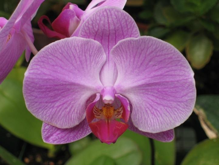 Common Orchid