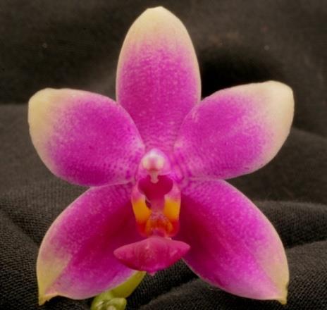 Phalaenopsis Moth Orchid Only about 60 orchid species Native to southeast