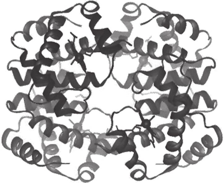 11 N15/4/BIOLO/HPM/ENG/TZ0/XX 26. The image shows the structure of hemoglobin. α 1 α 2 β 1 β 2 [Source: http://upload.wikimedia.org/wikipedia/commons/b/ba/hemoglobin_t-r_state_ani.