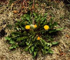 Dandelion is one of the most common and problematic weeds of turfgrass and lawns throughout the United States.