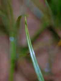 The leaves of yellow nutsedge taper gradually to a sharp point. Stems: Erect, unbranched, and 3-sided and triangular in cross section. Stems are usually solitary and produce terminal spikelets.
