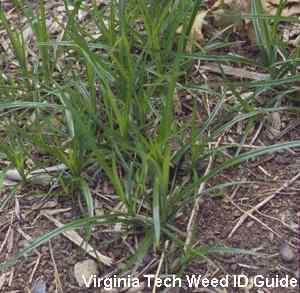 However, the leaves of purple nutsedge taper to a point abruptly whereas those of yellow nutsedge gradually taper to a point.
