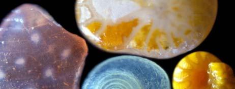 Shells, bones, teeth Microscopic Tiny