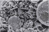 Silica in Biogenous Sediments Diatoms