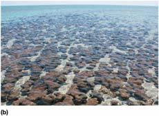 billions of years ago Modern stromatolites live near Shark