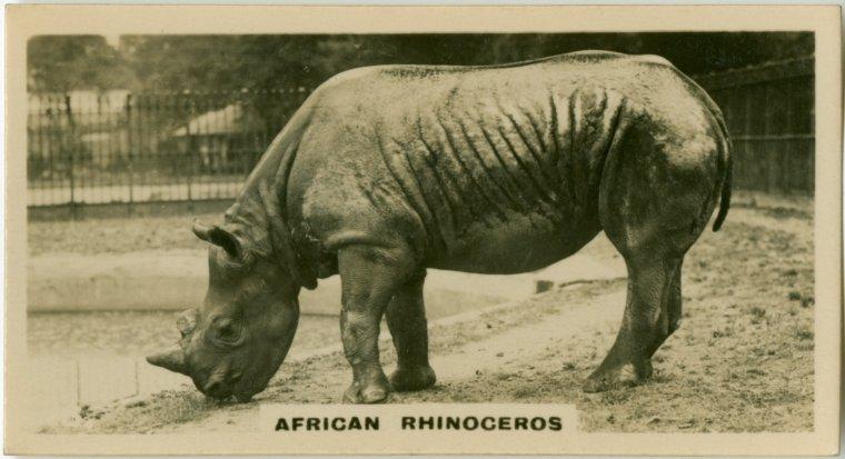 Image Title: African Rhinoceros Endangered Species NYPL Digital