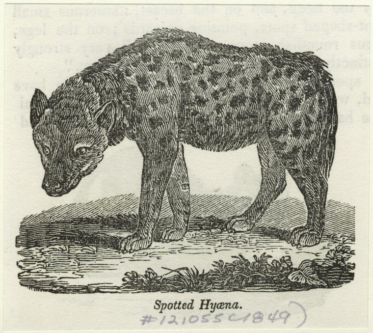 Title: Spotted Hyena NYPL Digital ID: 822915
