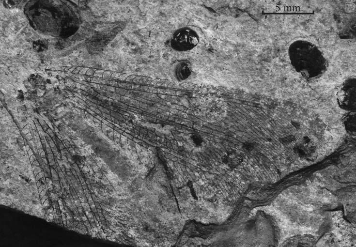 JURASSIC NYMPHIDAE AND OSMYLIDAE FROM CHINA 213 Figure 1. Liminympha makarkini gen. and sp. nov. Photograph of holotype. No. NN99024-1. 5 mm Figure 2. Liminympha makarkini gen. and sp. nov. Venation of right fore- and hind wing.