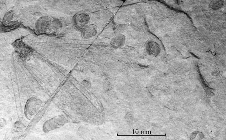 JURASSIC NYMPHIDAE AND OSMYLIDAE FROM CHINA 215 Figure 4.