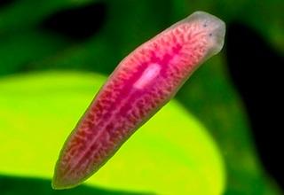flatworms n Vary from