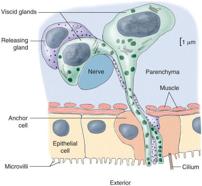 have dual-gland adhesive organs n Viscid gland cells fasten microvilli of anchor cells