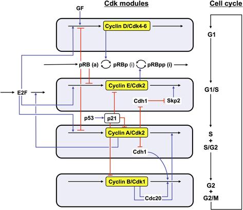 FIGURE 1 Detailed model for the Cdk network driving the mammalian cell cycle.