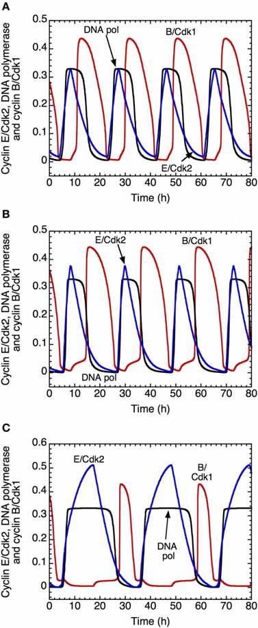 oscillations (C and D). This completes the M phase of the cell cycle and leads to a return to G1, characterized by low levels of activity of the various cyclin/cdk complexes.