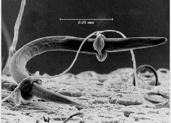 Nemotodes microscopic worms Arthropods Bacterial eating nematodes