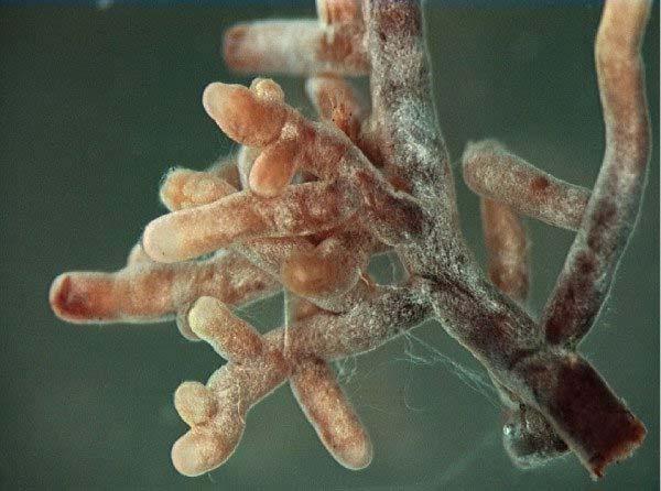 Mycorrhizae on root