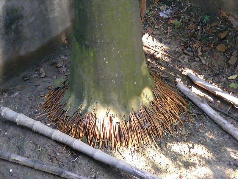 How Do Tree Roots Grow?