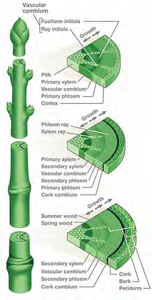 Another Thing Branches, Trunk Do Supports, houses conductive tissue Xylem and phloem!