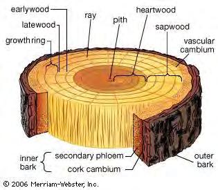 Concentric Rings: Phloem and