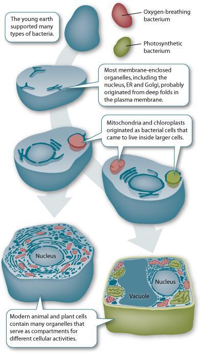 ENDOSYMBIOTIC THEORY Prokaryotic organism is engulfed or parasitizes early eukaryote Mitochondria consume oxygen to extract energy (ATP) from glucose, produce carbon dioxide and water.