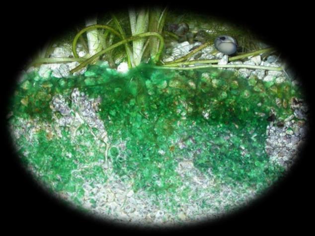 CYANOBACTERIA Sometimes called blue-green algae Large