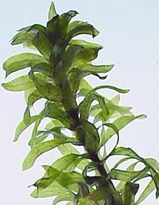 ELODEA Look for chloroplasts,