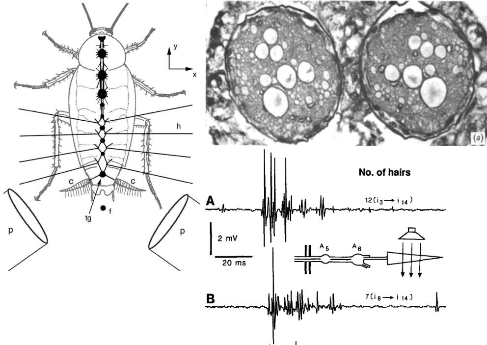 On the relation of extracellular spike and neuronal output Left, Rinberg