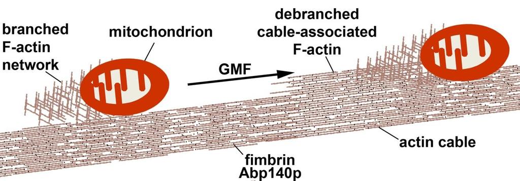 Fig. 4 Debranching model for mitochondrial movement in anterograde direction. The branched F-actin network is generated by the Arp2/3 complex.