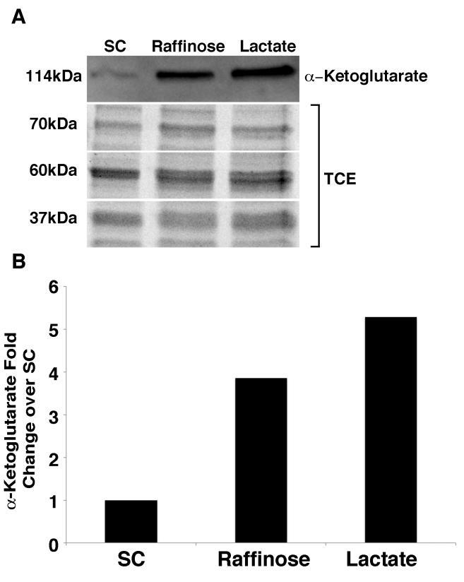 Fig. 7 Wild-type (BY4741) cells grown to mid-log phase in SC, raffinose and lactate. Proteins were separated on SDS-PAGE and immunoblotted with an antibody raised against α-ketoglutarate.