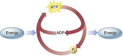 The ATP Cycle Remember this? ATP is the most important molecule for the transport of usable chemical energy in cells.