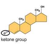 Estrogen- has two hydroxyl groups in it.