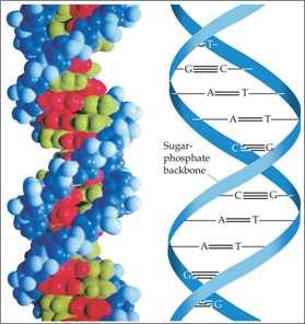 Slide 81 / 97 Nucleic Acids Nucleotides combine to form the familiar double-helix form of the nucleic acids The blue ribbon is the sugar/