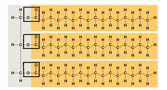 Vary in the length and number and locations of double bonds they contain CH2OH CH2OH CH2OH glycerol a fatty acid Dehydration Synthesis