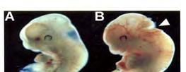 EMBRYOGENIC DEFECTS IN A MOUSE LACKING