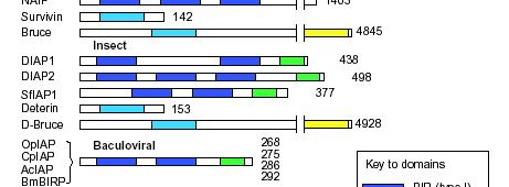 Inhibitor of Apoptosis Proteins Verhagen et al. Genome Biol. 2:3009.1-10, 2001 IAPS FAMILY OF PROTEINS THAT INHIBIT CASPASES (3,7,9) MULTIPLE FAMILY MEMBERS IN MAMMALS.