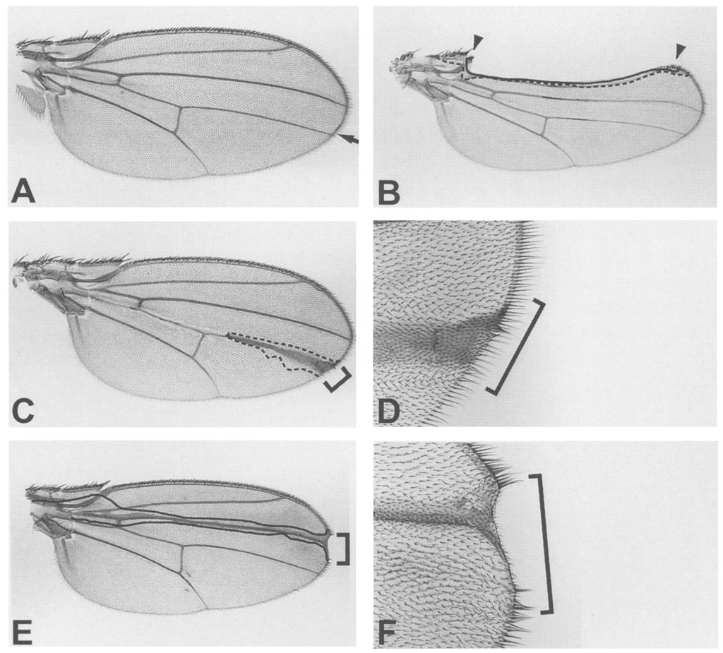 Delta in Drosophila wing development Figure 1. Ventral but not dorsal Dtr"vl clones that abut the D/V boundary cause loss of wing margin. All wings are oriented with anterior up, proximal to the left.