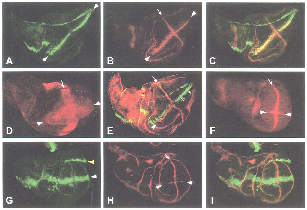 Delta in Drosophila wing development A 4 B H 4 C! Figure 4. Ectopic D1 or N expression induces wg, cut, and vg in the third-instar wing disc. Anterior is up and dorsal is left in all images.
