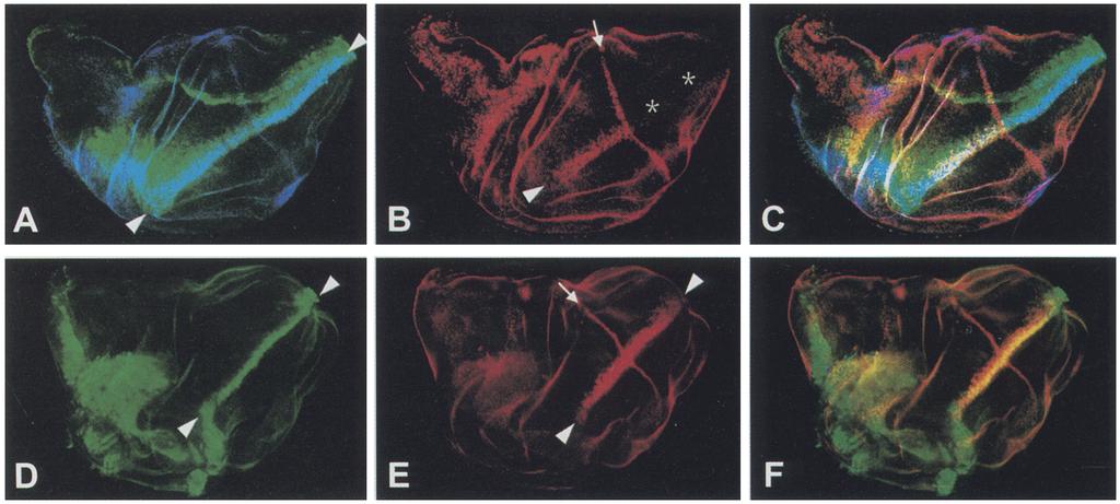 Delta in Drosophila wing development D 4. : E "...... ~" : :,.:. :: : : '.:,. :::.'. ; F Figure 5. cut expression m ptcg4-dl+n and ptcg4-activated N third-instar wing discs.