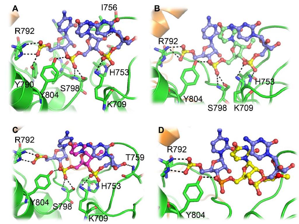 MD snapshots of the loops around g5 in the unmodified and in the 2 -MOE modified sirna5-hago2 complexes A B C Figure S17.