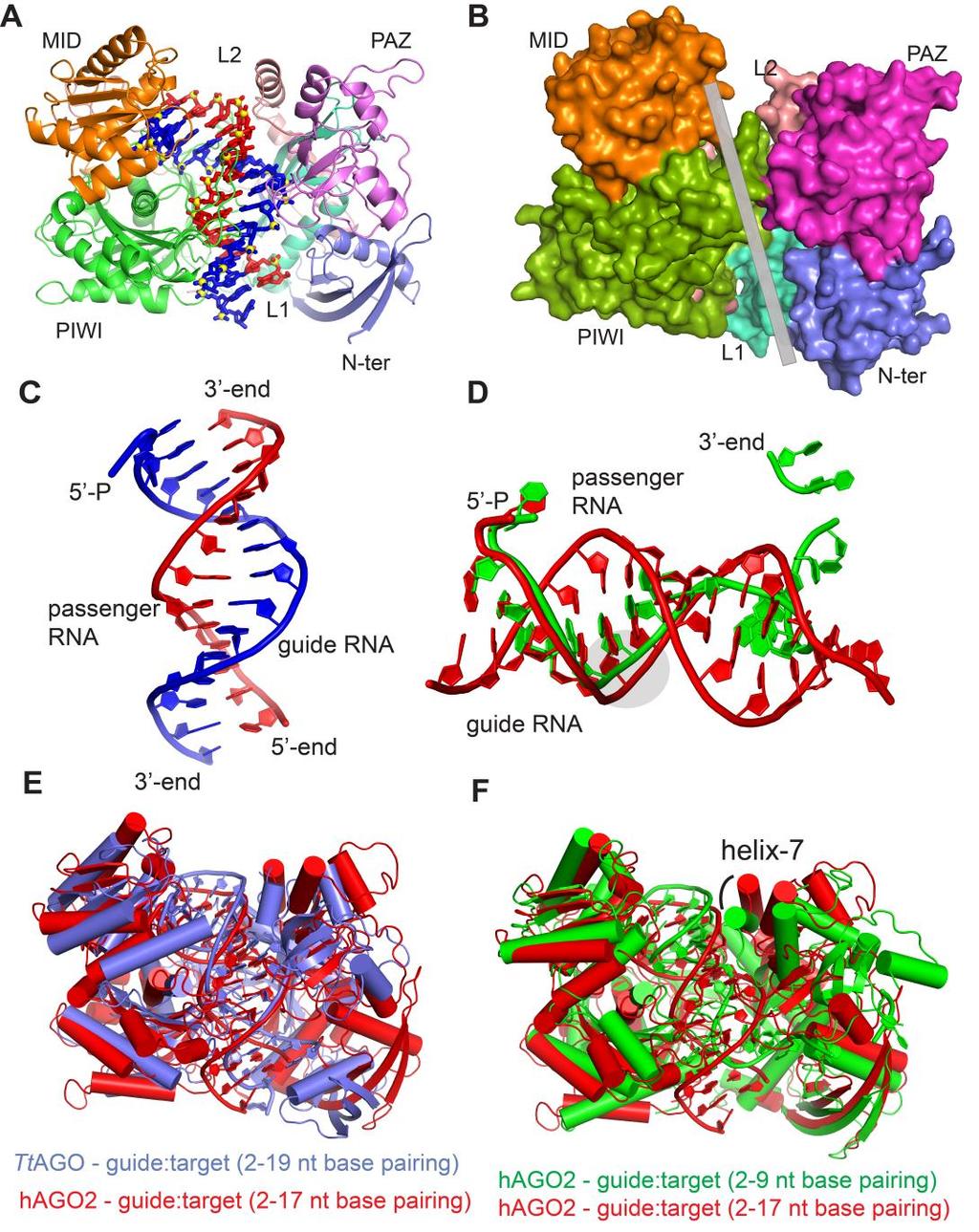 Page S5 Model of sirna3-hago2 complex emerged from the MD simulations Figure S3. Model of sirna3-hago2 complex emerged from the MD simulations. (A) Overall structure of sirna3-hago2 complex.
