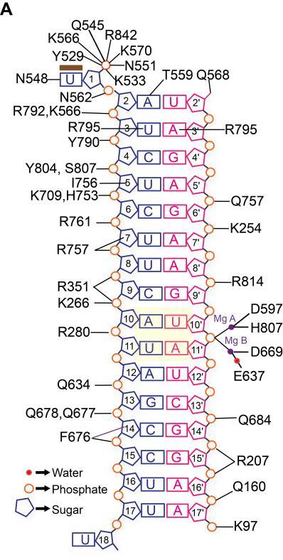 Page S7 Schematic representation of the noncovalent interactions in unmodified sirnahago2 complex Figure S5.