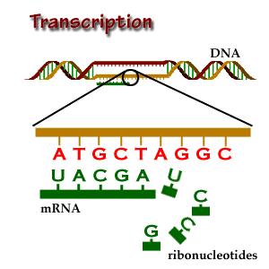 Example: Original DNA: ATCGAGGCG New DNA: TAGCTCCGC Protein Synthesis o DNA RNA Protein o Transcription The process of converting DNA into mrna Occurs in the nucleus There is no thymine in RNA, so
